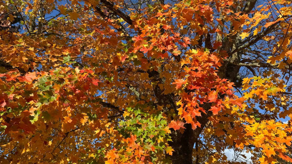 Autumn leaves in green to brown shades of color